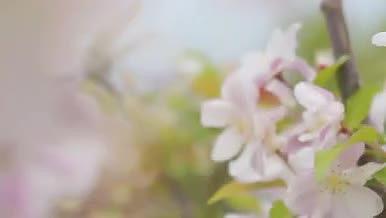 4k实拍唯美小清新花朵春天夏天视频的预览图